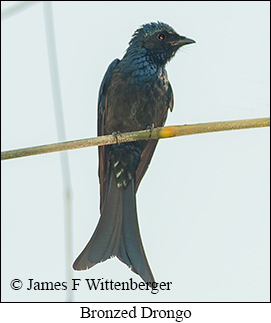 Bronzed Drongo - &copy; James F Wittenberger and Exotic Birding LLC