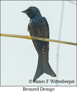 Bronzed Drongo - © James F Wittenberger and Exotic Birding LLC