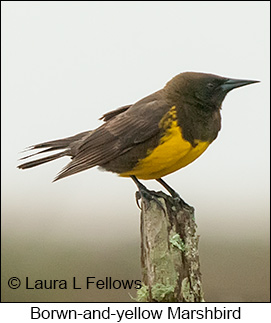 Brown-and-yellow Marshbird - © Laura L Fellows and Exotic Birding LLC