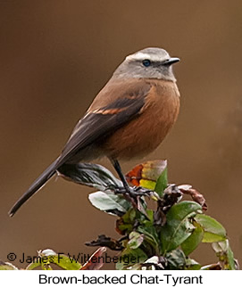 Brown-backed Chat-Tyrant - © James F Wittenberger and Exotic Birding LLC