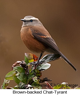 Brown-backed Chat-Tyrant - © James F Wittenberger and Exotic Birding LLC