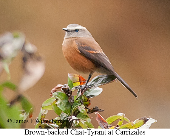 Brown-backed Chat-Tyrant - &copy; James F Wittenberger and Exotic Birding LLC