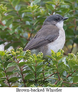 Brown-backed Whistler - © James F Wittenberger and Exotic Birding LLC