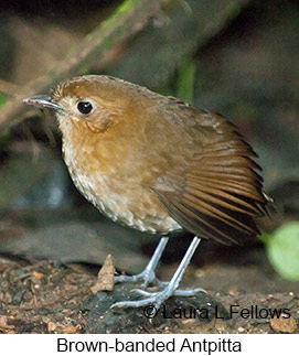 Brown-banded Antpitta - © Laura L Fellows and Exotic Birding LLC
