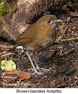 Brown-banded Antpitta - © Laura L Fellows and Exotic Birding LLC