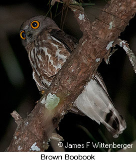 Brown Boobook - &copy; James F Wittenberger and Exotic Birding LLC