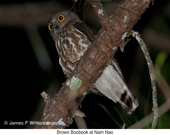 Brown Boobook - © James F Wittenberger and Exotic Birding LLC