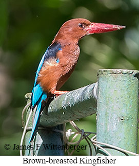 Brown-breasted Kingfisher - © James F Wittenberger and Exotic Birding LLC