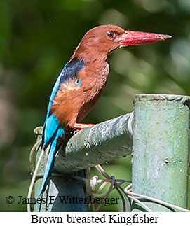 Brown-breasted Kingfisher - &copy; James F Wittenberger and Exotic Birding LLC