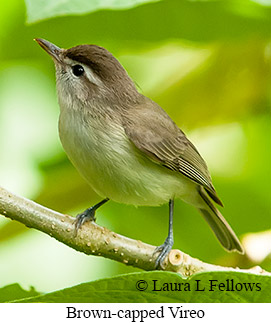 Brown-capped Vireo - © Laura L Fellows and Exotic Birding LLC