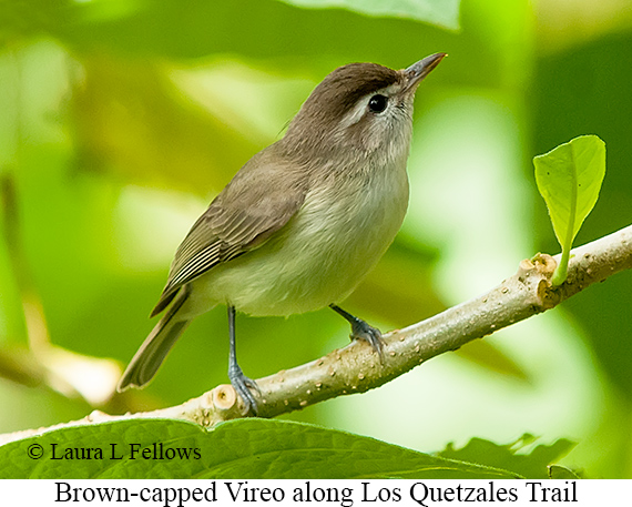Brown-capped Vireo - © Laura L Fellows and Exotic Birding LLC