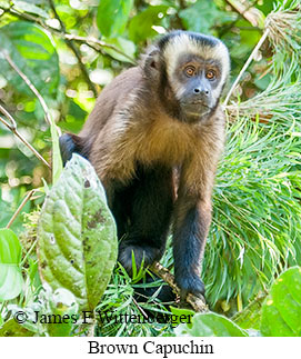 Brown Capuchin - © James F Wittenberger and Exotic Birding LLC