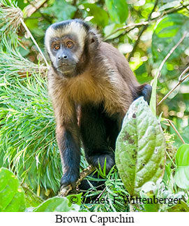 Brown Capuchin - © James F Wittenberger and Exotic Birding LLC
