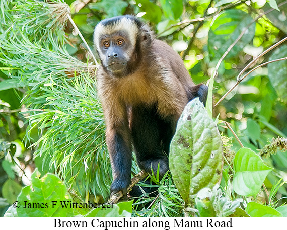 Brown Capuchin - © James F Wittenberger and Exotic Birding LLC