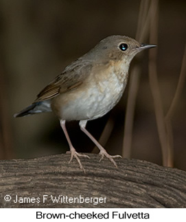 Brown-cheeked Fulvetta - © James F Wittenberger and Exotic Birding LLC