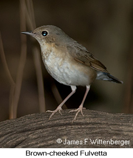 Brown-cheeked Fulvetta - © James F Wittenberger and Exotic Birding LLC