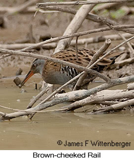 Brown-cheeked Rail - © James F Wittenberger and Exotic Birding LLC