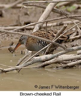 Brown-cheeked Rail - &copy; James F Wittenberger and Exotic Birding LLC