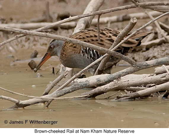 Brown-cheeked Rail - © James F Wittenberger and Exotic Birding LLC