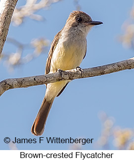 Brown-crested Flycatcher - © James F Wittenberger and Exotic Birding LLC