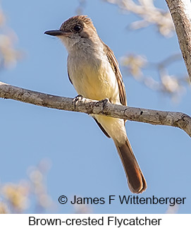 Brown-crested Flycatcher - © James F Wittenberger and Exotic Birding LLC