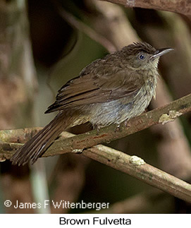 Brown Fulvetta - © James F Wittenberger and Exotic Birding LLC