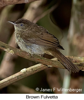 Brown Fulvetta - © James F Wittenberger and Exotic Birding LLC