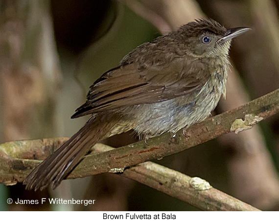 Brown Fulvetta - © James F Wittenberger and Exotic Birding LLC