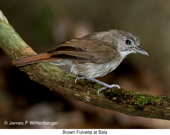 Brown Fulvetta - © James F Wittenberger and Exotic Birding LLC