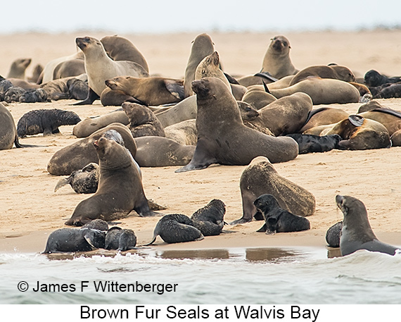 Brown Fur Seal - © James F Wittenberger and Exotic Birding LLC