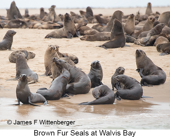 Brown Fur Seal - © James F Wittenberger and Exotic Birding LLC Brown Fur Seal - © James F Wittenberger and Exotic Birding LLC
