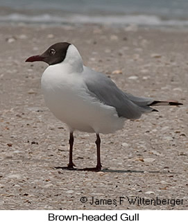 Brown-headed Gull - © James F Wittenberger and Exotic Birding LLC