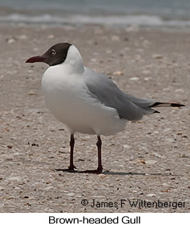 Brown-headed Gull - &copy; James F Wittenberger and Exotic Birding LLC