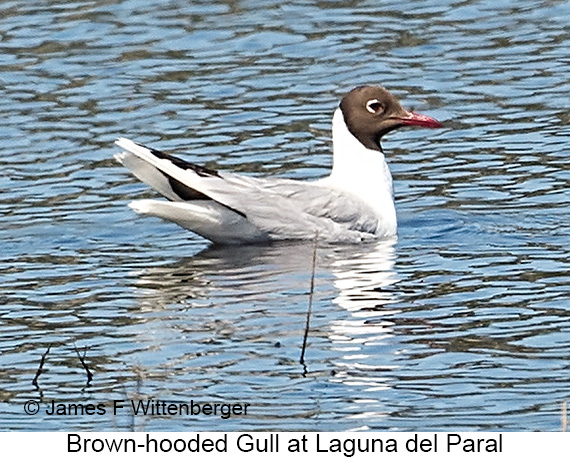 Brown-hooded Gull - © James F Wittenberger and Exotic Birding LLC Brown-hooded Gull - © James F Wittenberger and Exotic Birding LLC