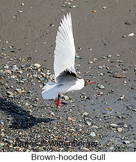Brown-hooded Gull - © James F Wittenberger and Exotic Birding LLC Brown-hooded Gull - © James F Wittenberger and Exotic Birding LLC