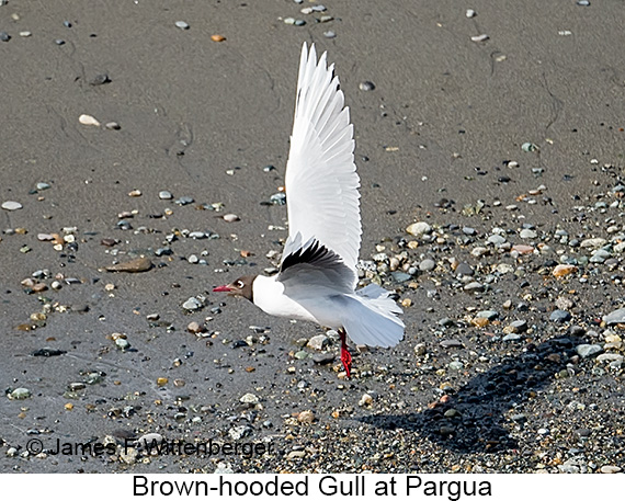 Brown-hooded Gull - © James F Wittenberger and Exotic Birding LLC Brown-hooded Gull - © James F Wittenberger and Exotic Birding LLC