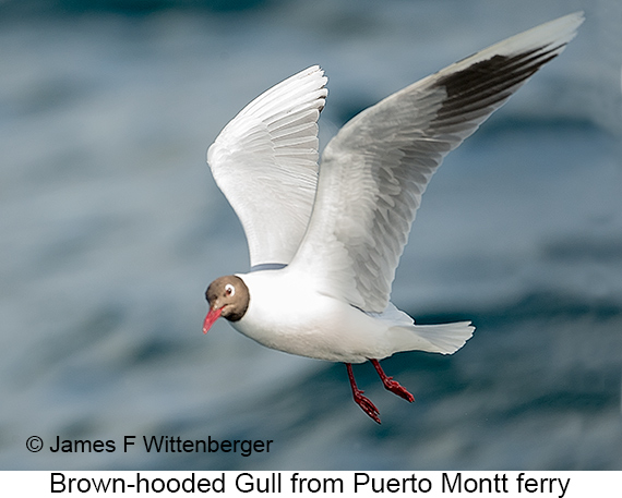 Brown-hooded Gull - © James F Wittenberger and Exotic Birding LLC Brown-hooded Gull - © James F Wittenberger and Exotic Birding LLC