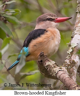 Brown-hooded Kingfisher - © James F Wittenberger and Exotic Birding LLC Brown-hooded Kingfisher - © James F Wittenberger and Exotic Birding LLC