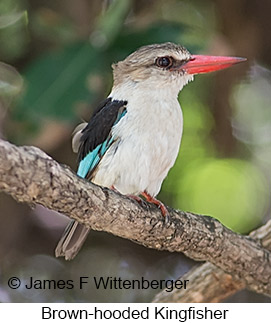 Brown-hooded Kingfisher - © James F Wittenberger and Exotic Birding LLC