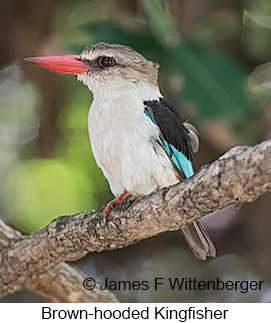 Brown-hooded Kingfisher - © James F Wittenberger and Exotic Birding LLC