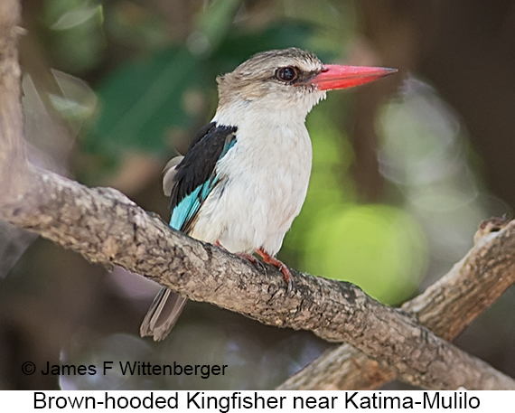 Brown-hooded Kingfisher - © James F Wittenberger and Exotic Birding LLC