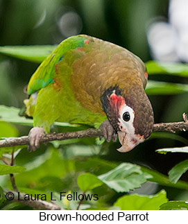 Brown-hooded Parrot - © Laura L Fellows and Exotic Birding LLC Brown-hooded Parrot - © Laura L Fellows and Exotic Birding LLC