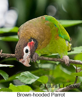 Brown-hooded Parrot - © Laura L Fellows and Exotic Birding LLC
