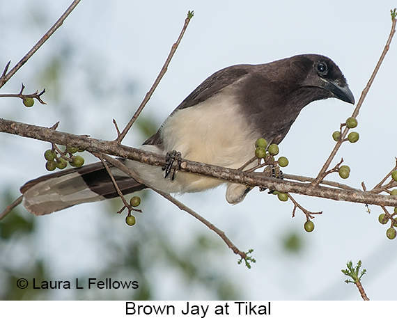 Brown Jay - © The Photographer and Exotic Birding LLC
