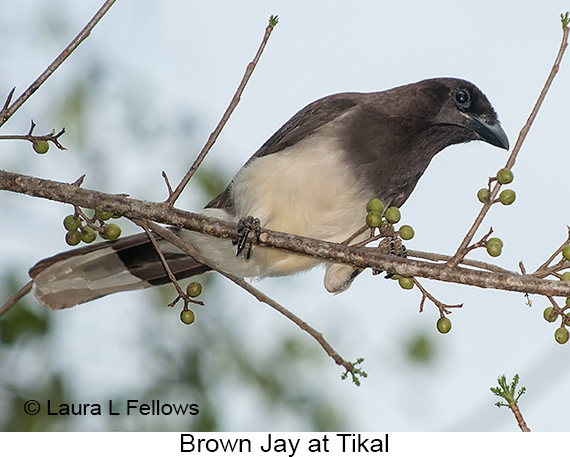 Brown Jay - © James F Wittenberger and Exotic Birding LLC