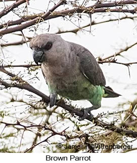 Meyer's Parrot - © James F Wittenberger and Exotic Birding LLC Meyer's Parrot - © James F Wittenberger and Exotic Birding LLC