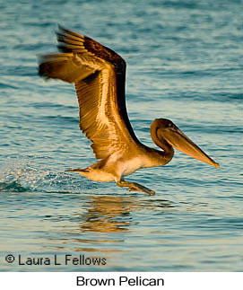 Brown Pelican - © Laura L Fellows and Exotic Birding LLC Brown Pelican - © Laura L Fellows and Exotic Birding LLC