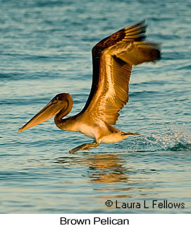 Brown Pelican - © Laura L Fellows and Exotic Birding LLC Brown Pelican - © Laura L Fellows and Exotic Birding LLC