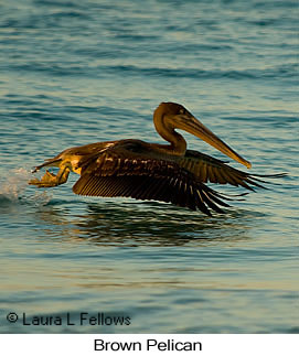 Brown Pelican - © Laura L Fellows and Exotic Birding LLC Brown Pelican - © Laura L Fellows and Exotic Birding LLC