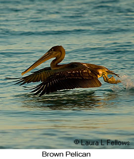 Brown Pelican - © Laura L Fellows and Exotic Birding LLC